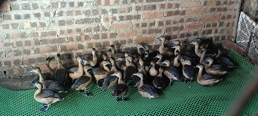 Phát hiện 3.767 cá thể động vật hoang dã nuôi, bẫy trái phép ở các địa phương